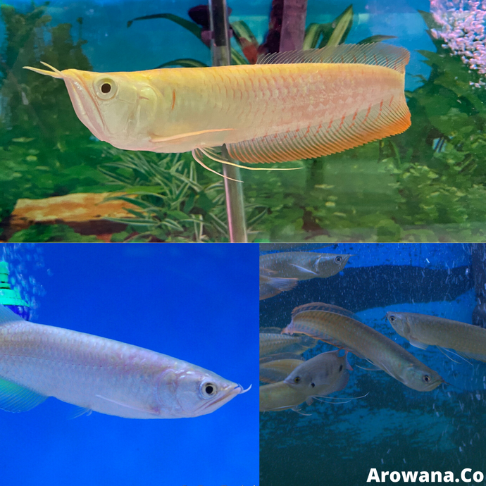 New Stock of Arowana Fish Arrivals - February 3rd 2020