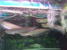 Load image into Gallery viewer, Black Arowana