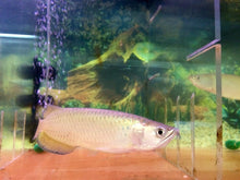 Load image into Gallery viewer, Jardini Arowana