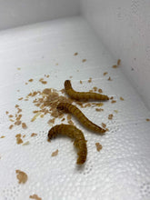 Load image into Gallery viewer, Live Mealworms