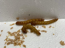 Load image into Gallery viewer, Meal worms are a good choice for high protein and fat for your Arowana fish's dietary needs