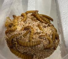 Load image into Gallery viewer, Meal worms are a good choice for high protein and fat for your Arowana's monster fish dietary needs