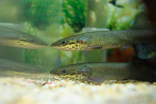 Load image into Gallery viewer, Arapaima Gigas