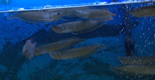 Load image into Gallery viewer, Silver Arowana