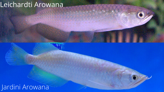 How To Tell The Difference Between The Jardini Arowana Versus The Leichardti Arowana