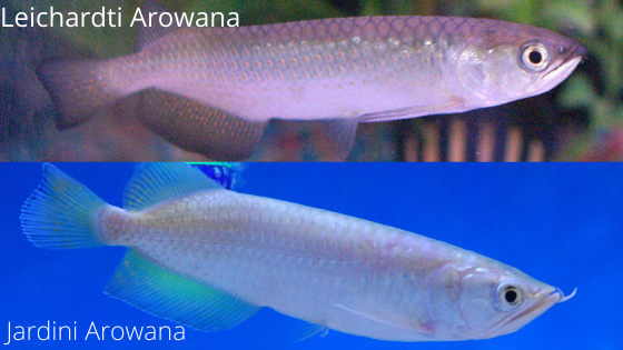 Jardini sales arowana care