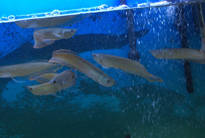 SIlver Arowana