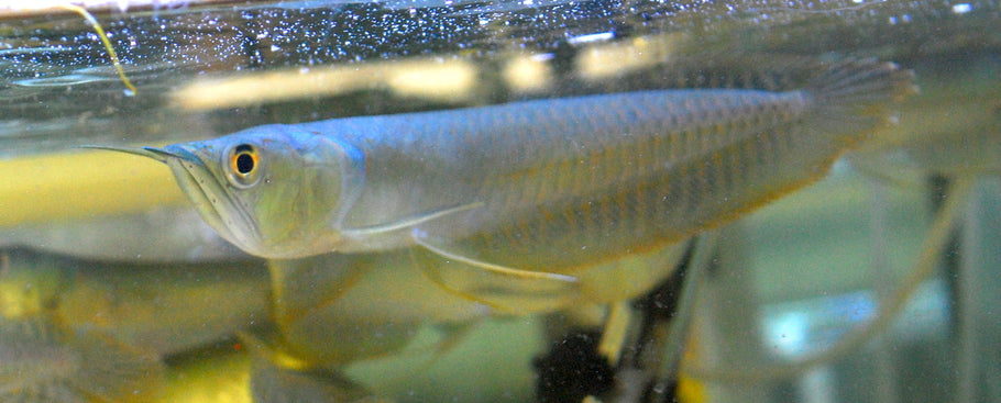 Silver Arowana Fish Care Guide