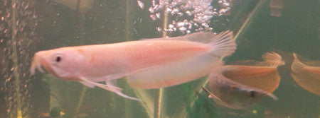 Leucistic Silver Arowana - Small