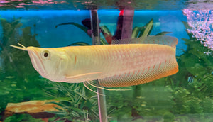 Leucistic silver arowana beauty 