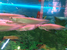 Load image into Gallery viewer, Black Arowana