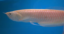 Load image into Gallery viewer, Leucistic Silver Arowana - Small