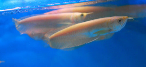 Albino Silver Arowana