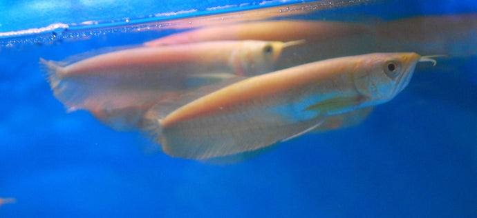 Leucistic Silver Arowana - Small