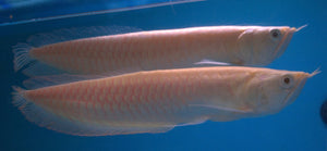 Leucistic Silver Arowana - Small