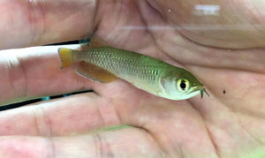 Jardini Arowana