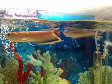 Load image into Gallery viewer, Black Arowana