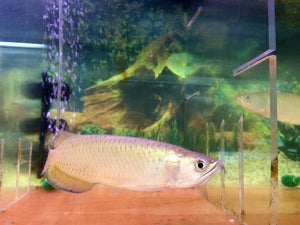 Jardini Arowana