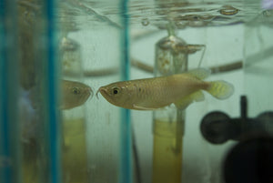 Jardini Arowana