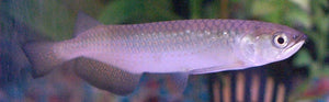 Leichardti Arowana