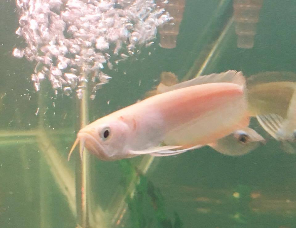 Leucistic Silver Arowana