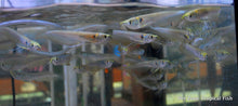 Load image into Gallery viewer, Silver Arowana Fry