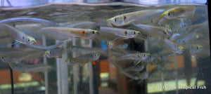 Silver Arowana Fry