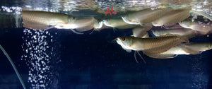 Silver Arowana