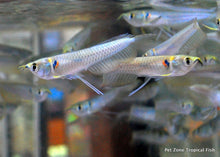 Load image into Gallery viewer, Silver Arowana Fry