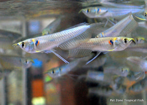 Silver Arowana Fry